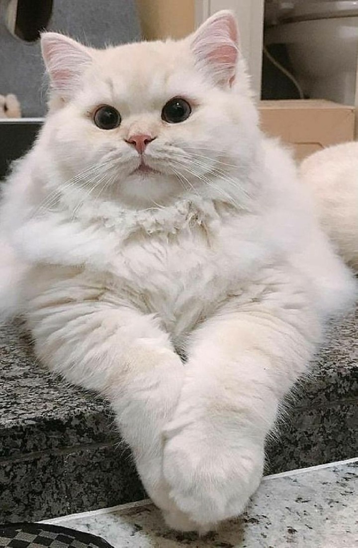 Большой белый кот